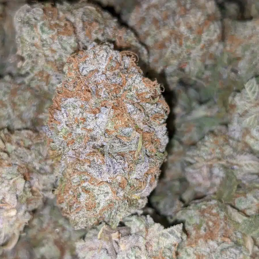 WHITE STRAWBERRY COUGH DOD 2 I Strawberry Cough - *Deal Of The Day*
