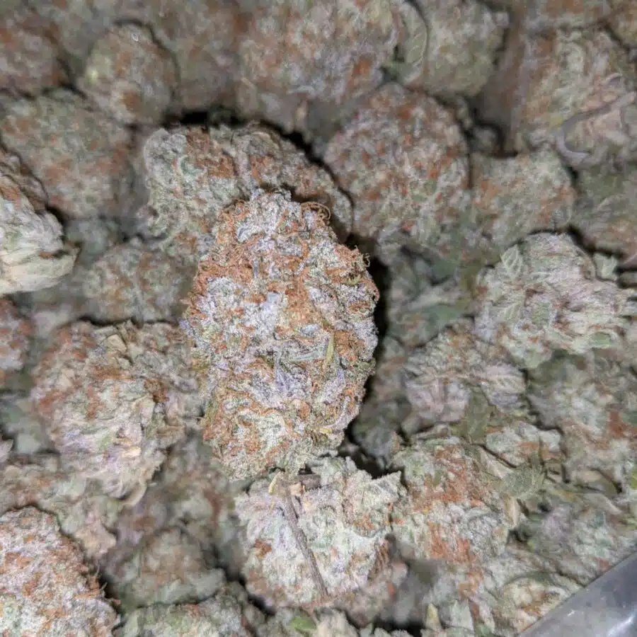 WHITE STRAWBERRY COUGH DOD 3 I Strawberry Cough - *Deal Of The Day*
