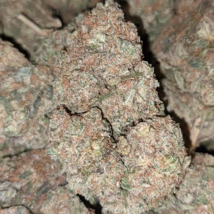 YODA OG BS 1 rotated I Yoda OG Bulk Special