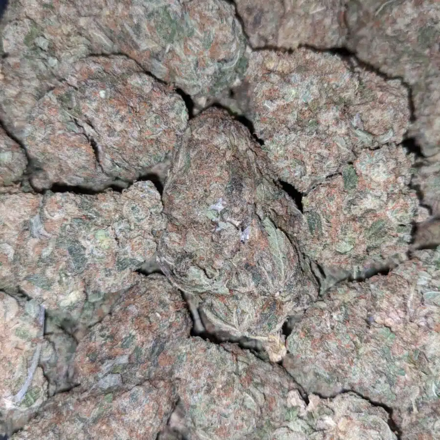 YODA OG BS 3 I Yoda OG Bulk Special
