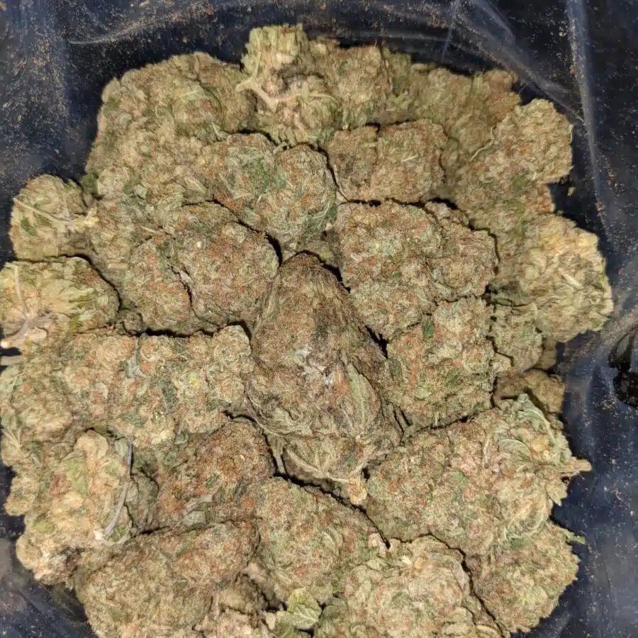 YODA OG BS 4 I Yoda OG Bulk Special