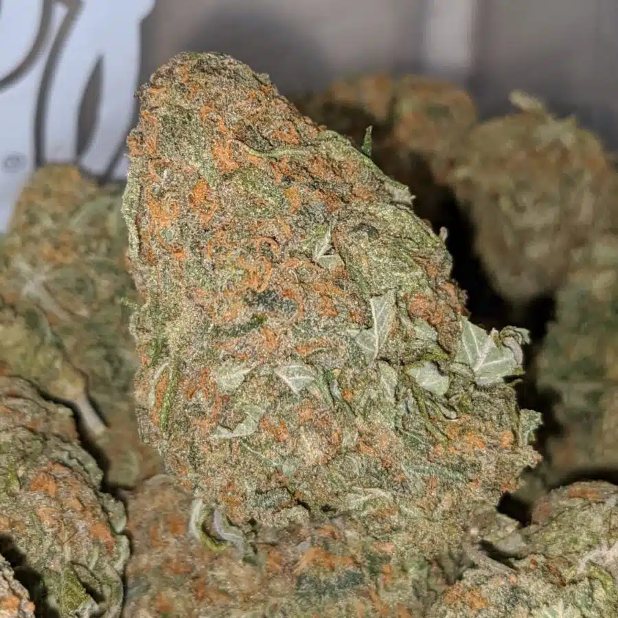 alaskan thunderfuck dod 2 I Alaskan Thunderfuck - *Deal of the Day*