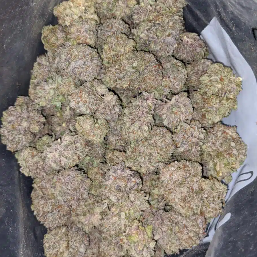 black cherry soda 2 I $ 77 Oz - Black Cherry Soda