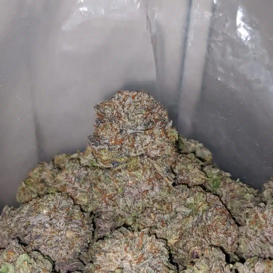 black cherry soda 3 I $ 77 Oz - Black Cherry Soda