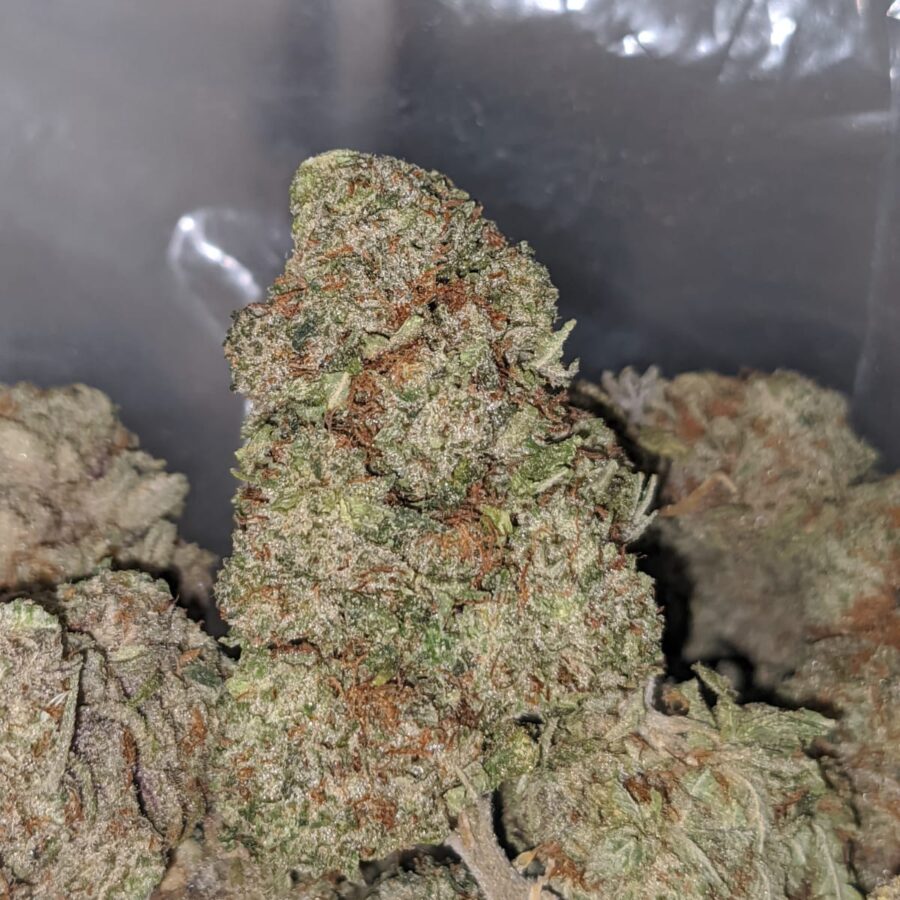 Bubblegum - Image 6