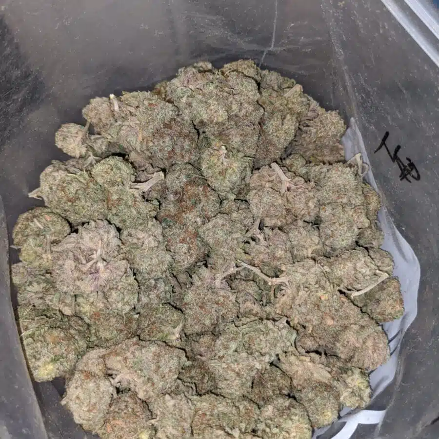 bubbalicious 3 I Bubblegum