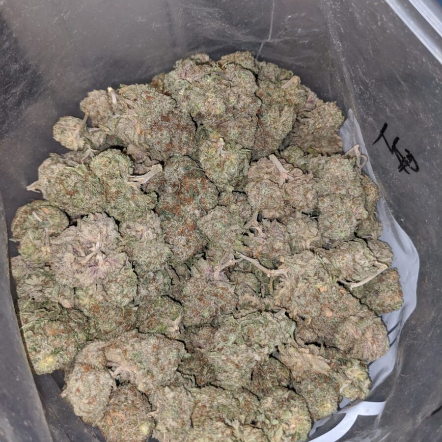 Bubblegum - Image 5