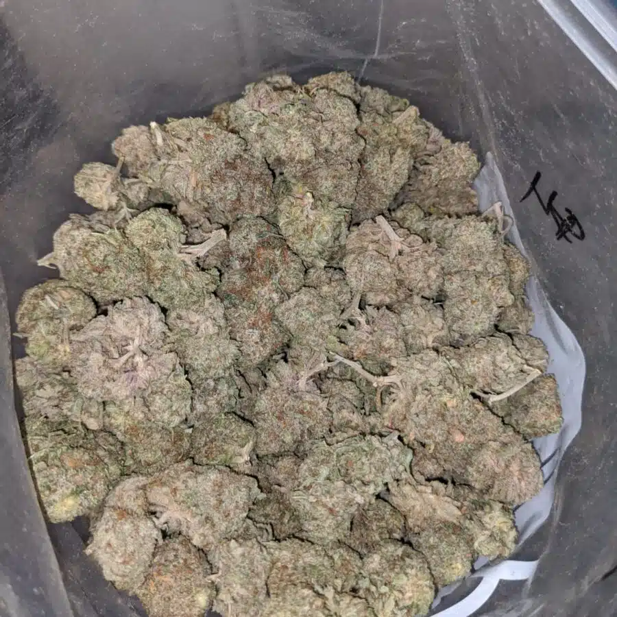 bubbalicious 4 I Bubblegum