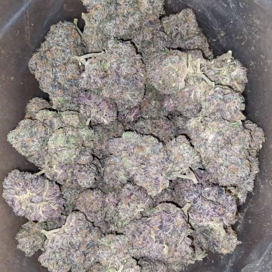 deep purple 1 I Deep Purple