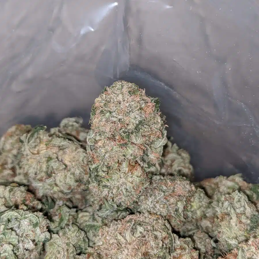 emmas mk ultra 3 I Emma's MK Ultra