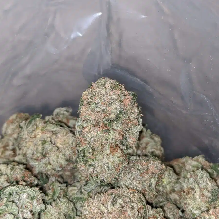 emmas mk ultra 4 I Emma's MK Ultra