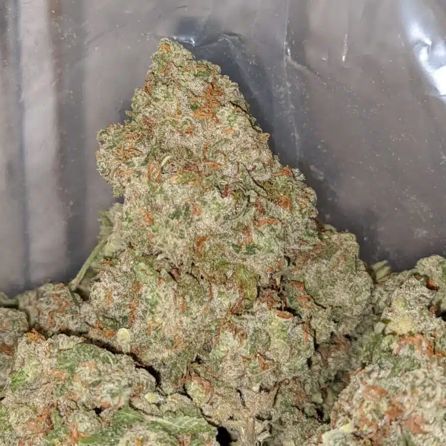 fruit cake dod 1 I Fruit Cake - *Deal Of The Day*