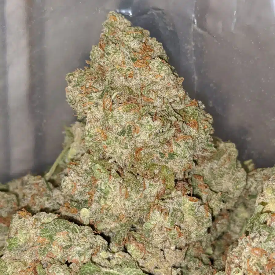 fruit cake dod 2 I Fruit Cake - *Deal Of The Day*