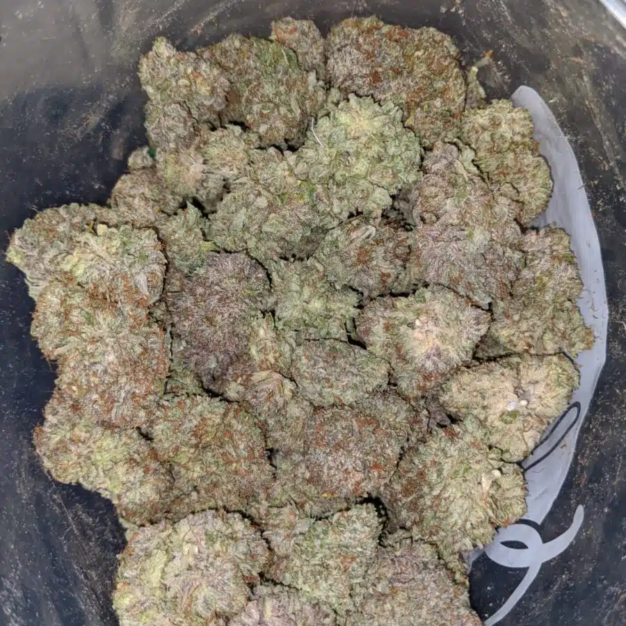 gb 1 I Gods Bubba