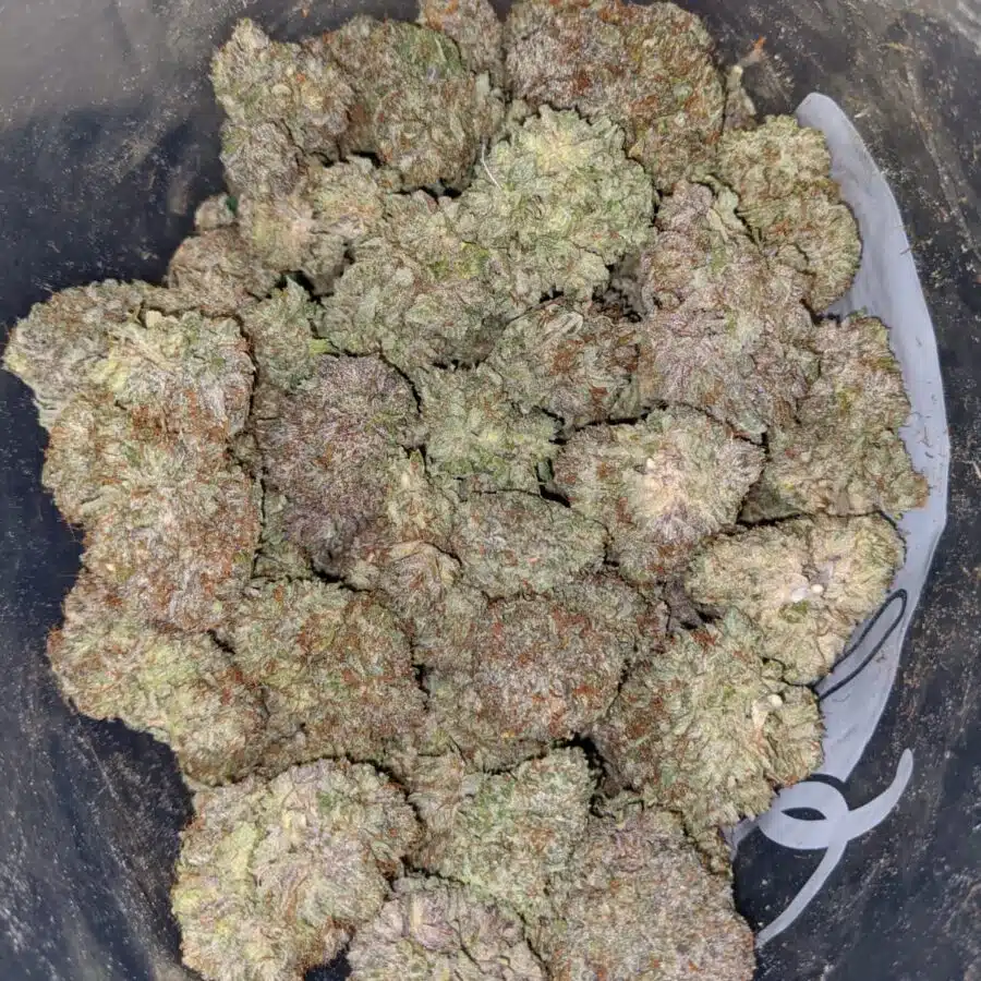 gb 2 I Gods Bubba
