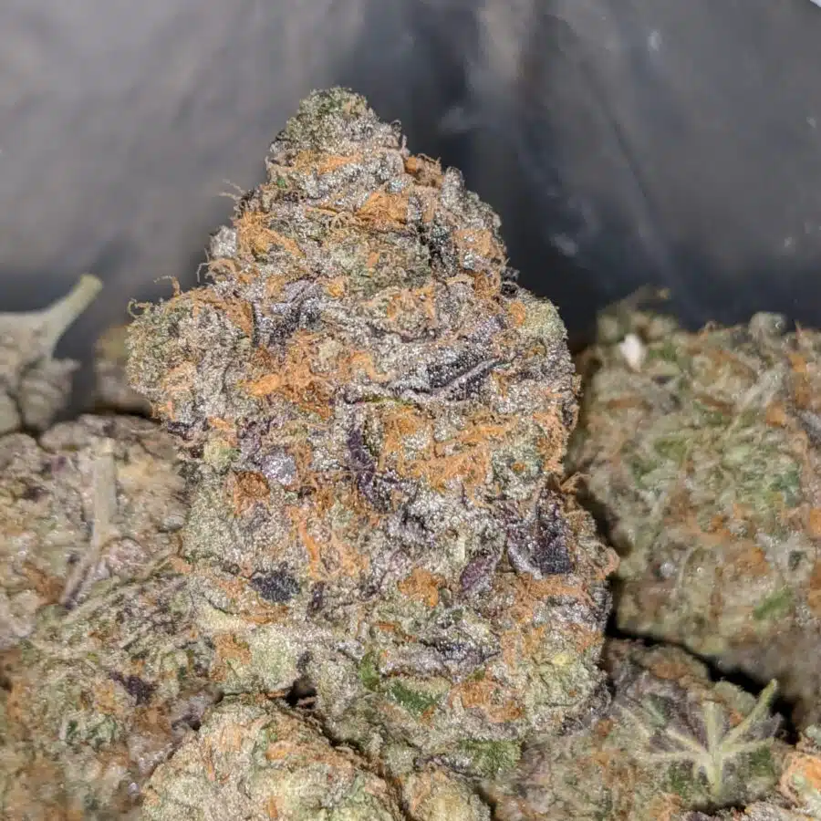 grape champenge 1 I Grape Champagne