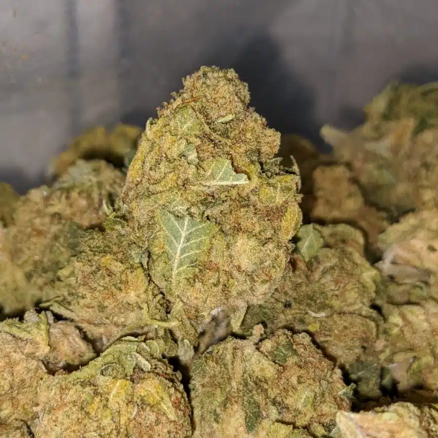 green haze aa 1 I Green Haze AA+