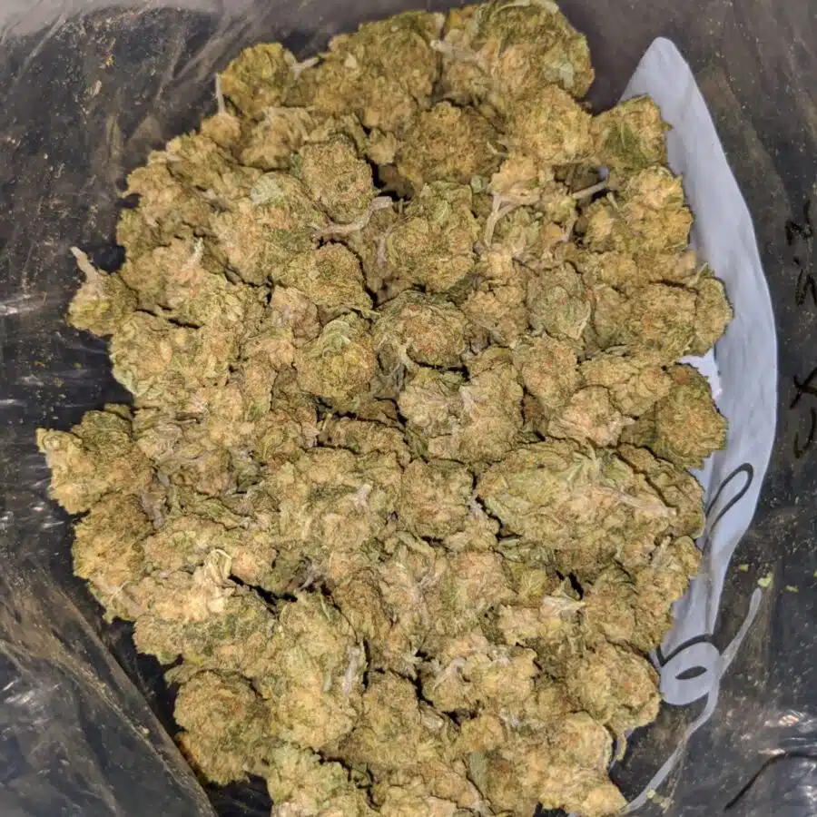 green haze aa 3 I Green Haze AA+