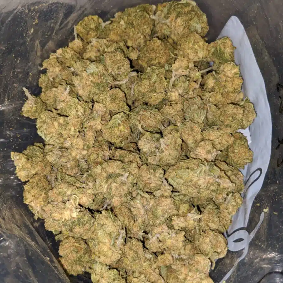 green haze aa 4 I Green Haze AA+
