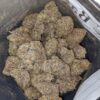 Alien Cookies