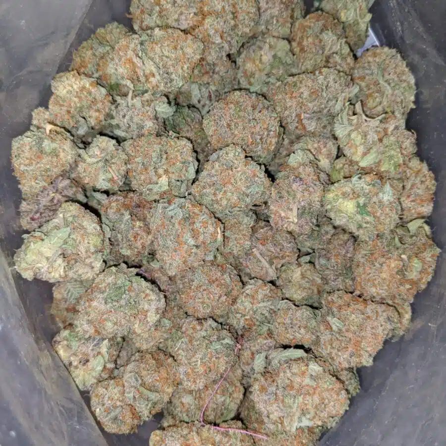 night nurse 1 I death star