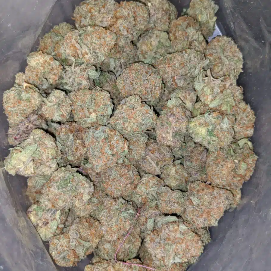 night nurse 4 I death star