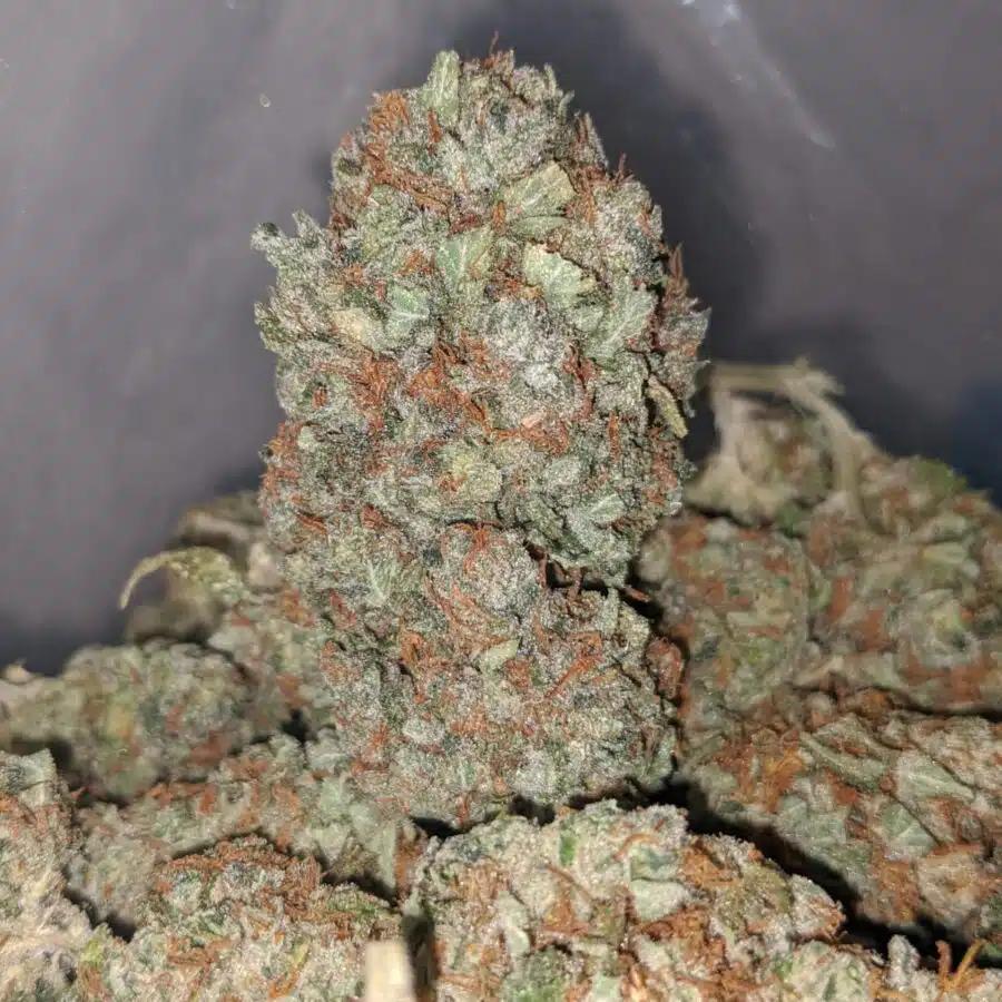 pineapple diesel 4 I Pineapple Diesel