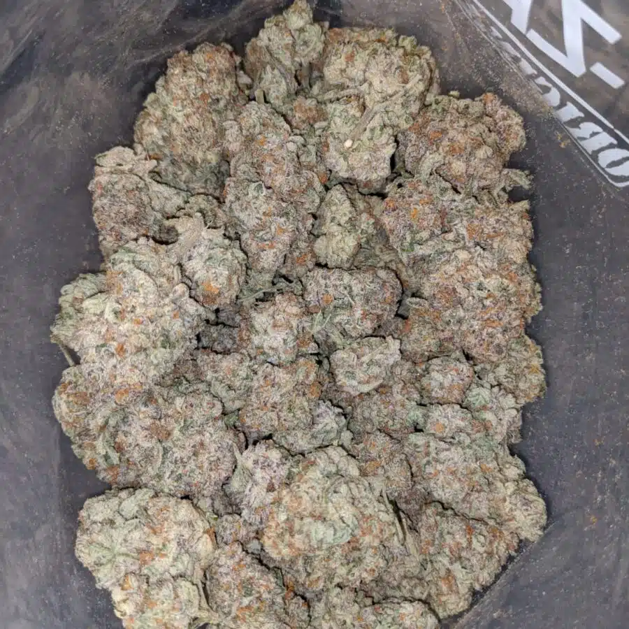platinum starberry 3 I Platinum Strawberry