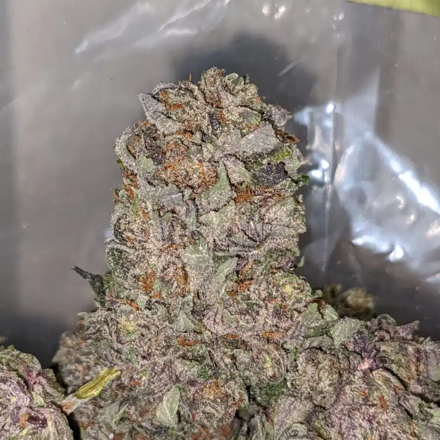 purple mamba 1 I Purple Mamba