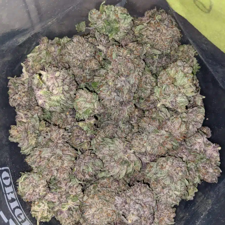 Alternative view of Purple Mamba