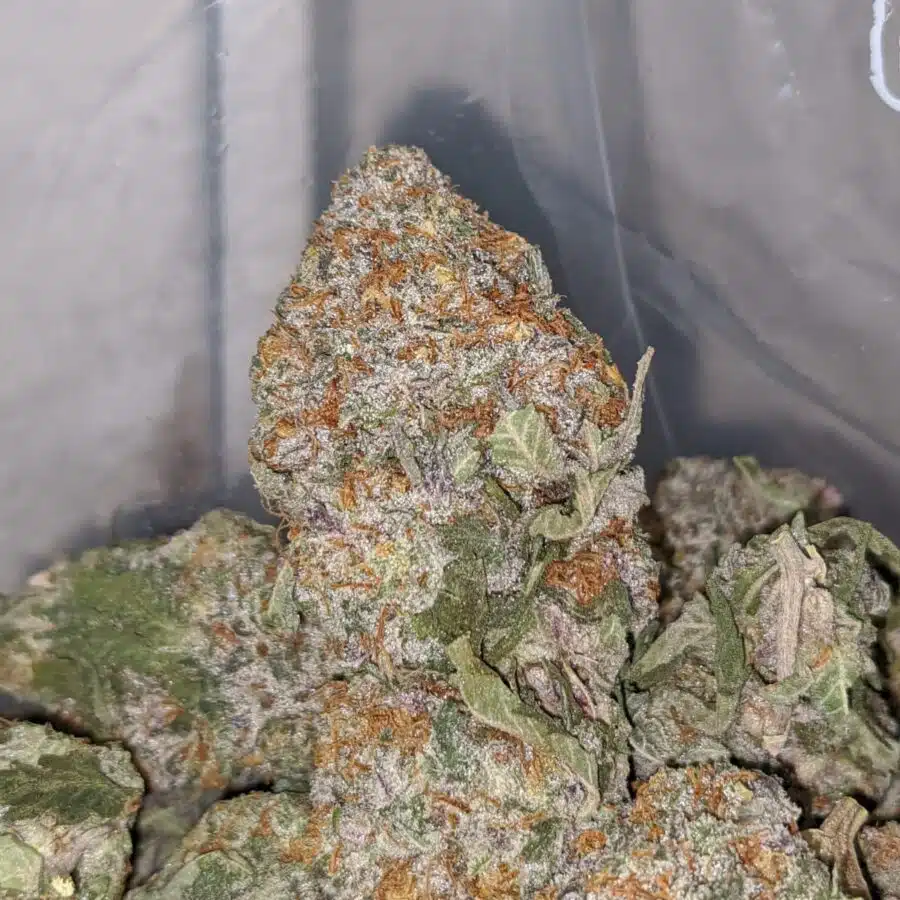 seattle cough 2 I $69 Oz - Seattle Cough