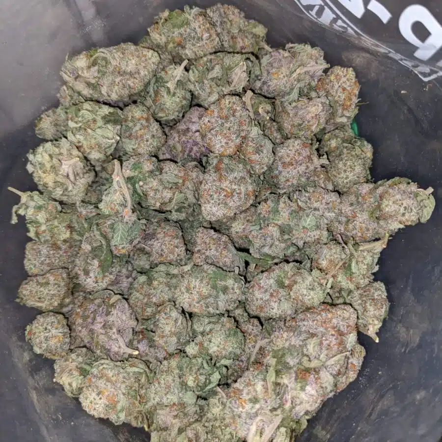 seattle cough 3 I $69 Oz - Seattle Cough