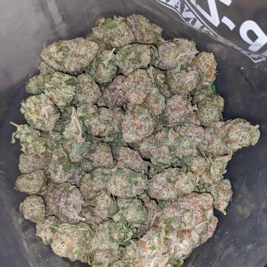 seattle cough 4 I $69 Oz - Seattle Cough