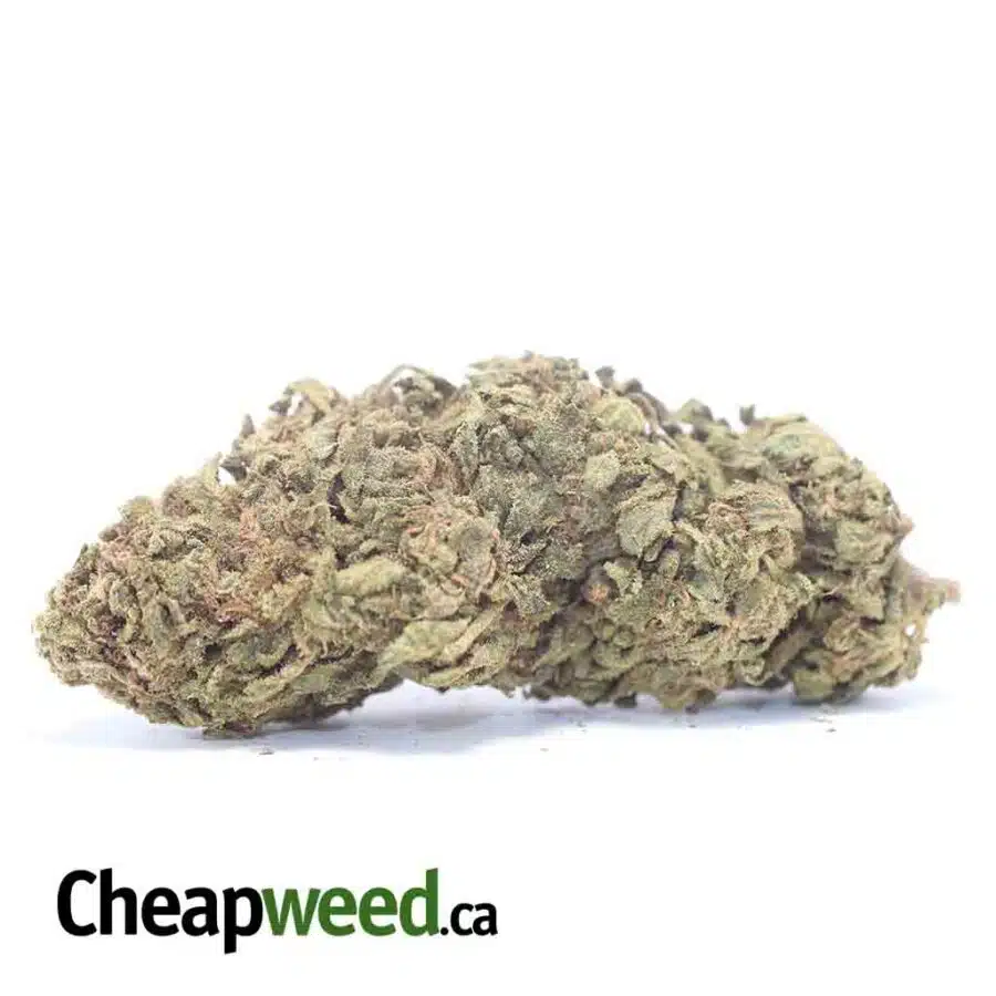 Amnesia Bulk Special