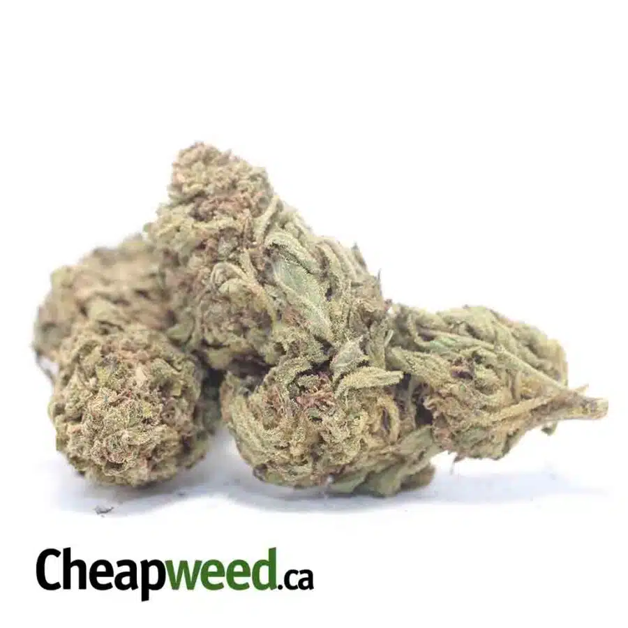 Alternative view of Amnesia Bulk Special