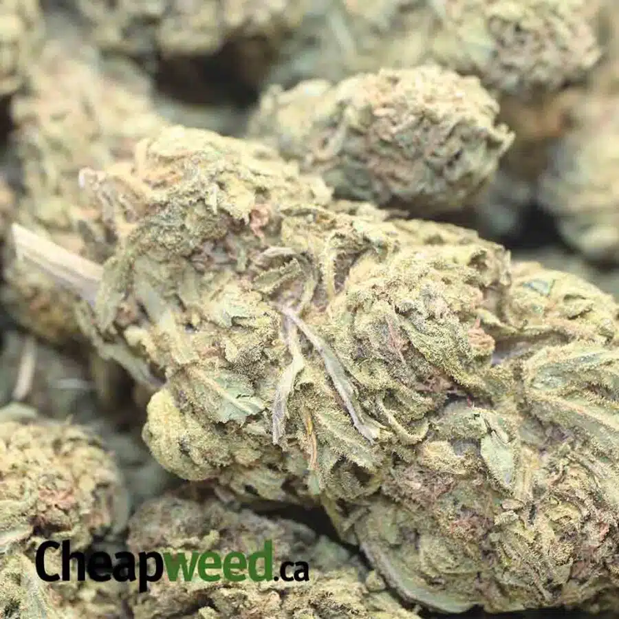 AMNESIA BS 3 I Amnesia Bulk Special
