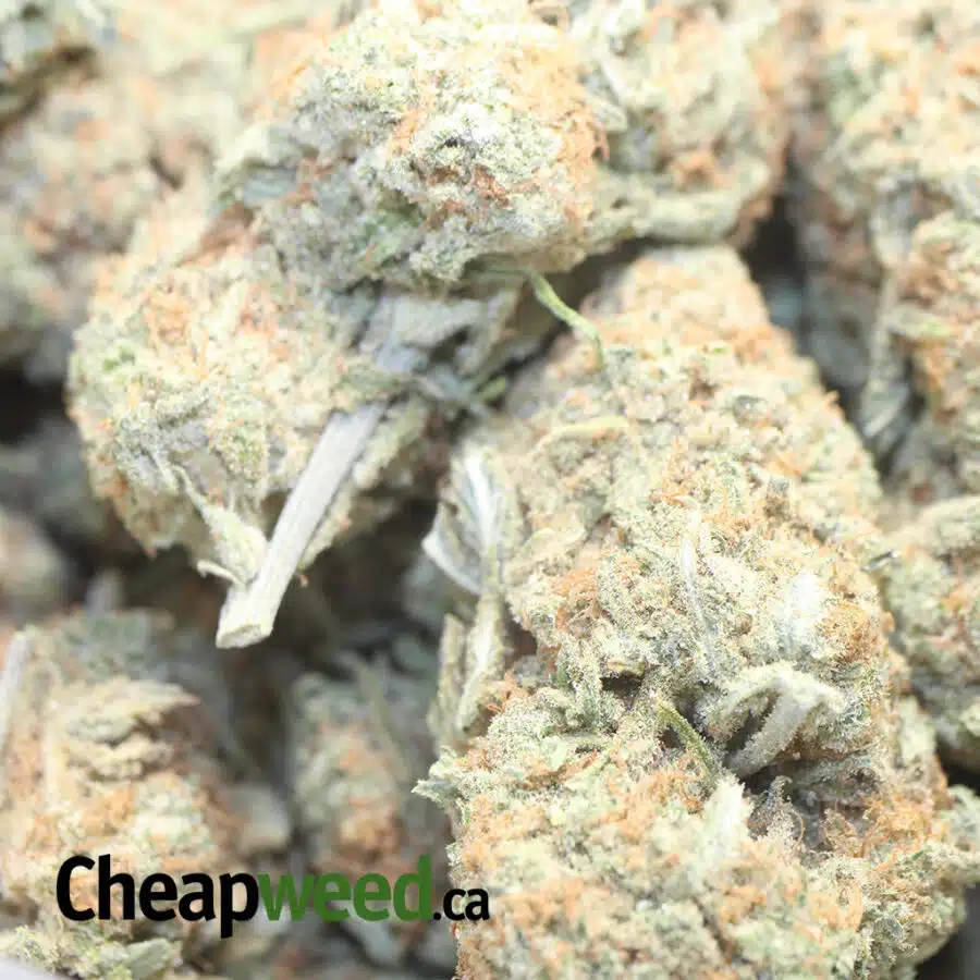 BERRY BOMB DOD 1 I $69 Oz - Berry Bomb