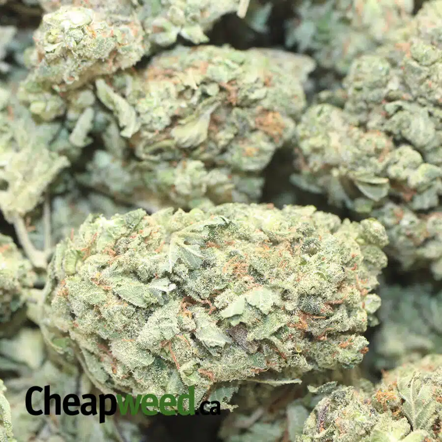 BLUE DREAM DOD 1 I Blue Dream - *Deal Of The Day*