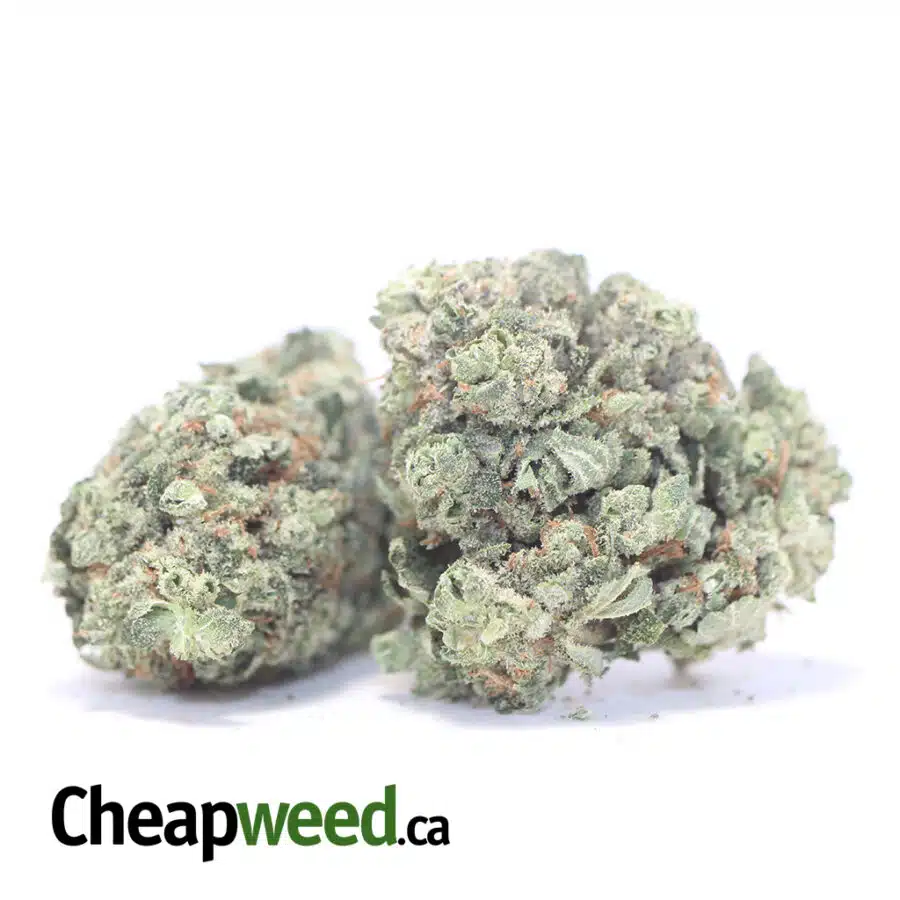 BLUE DREAM DOD 3 I Blue Dream - *Deal Of The Day*