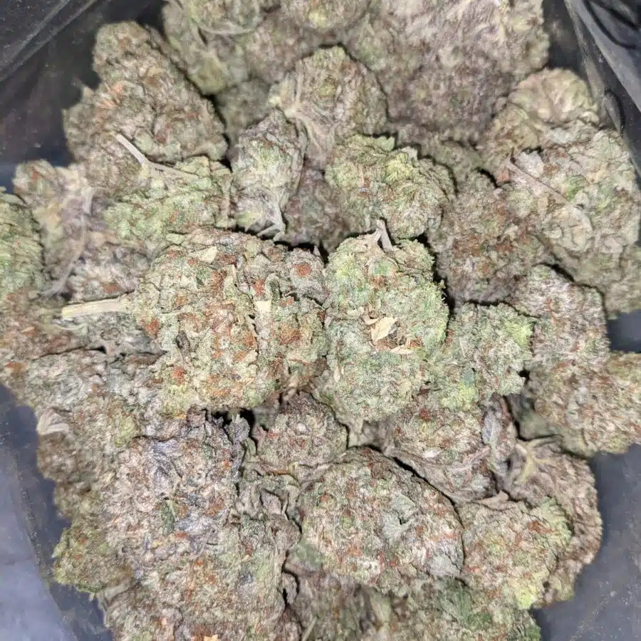Bc big bud 1 I BC Big Bud - *Deal of the Day*