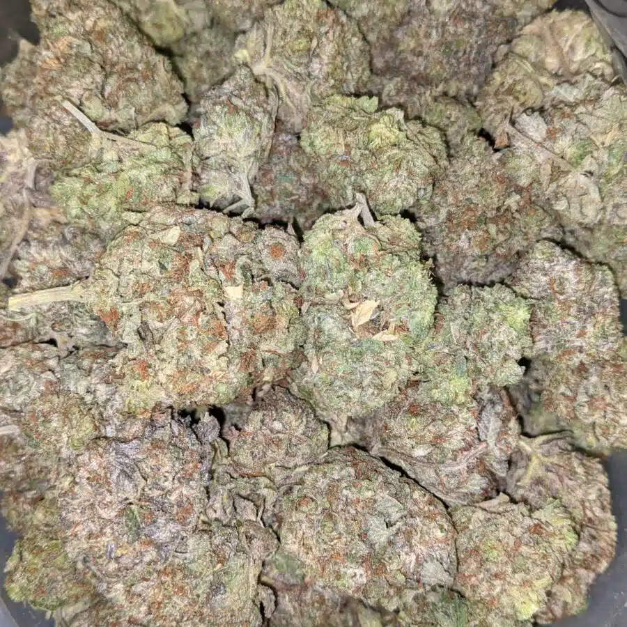 Bc big bud 2 I BC Big Bud - *Deal of the Day*