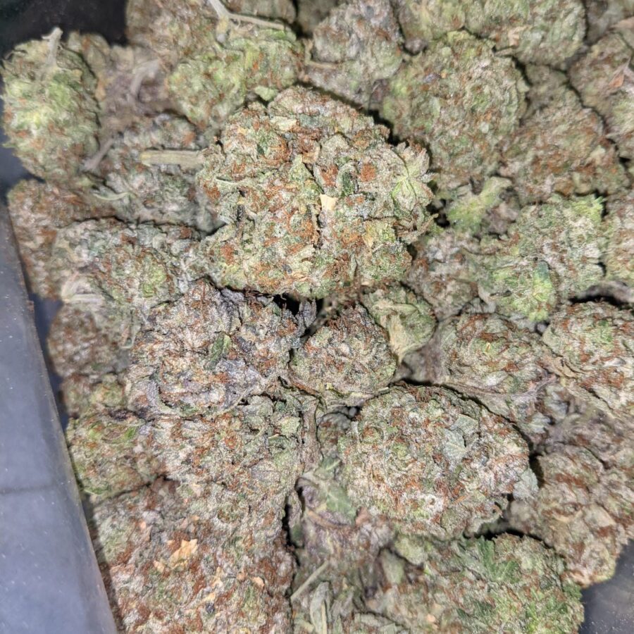 Bc big bud 3 rotated I BC Big Bud - *Deal of the Day*