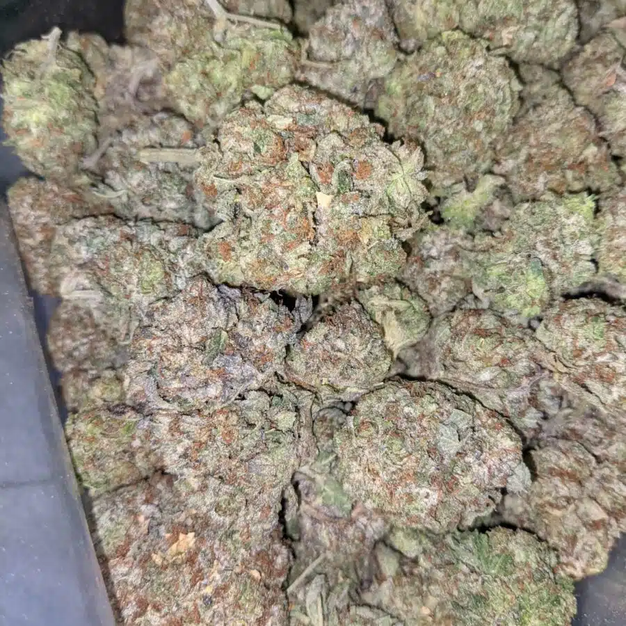 Bc big bud 3 rotated I BC Big Bud - *Deal of the Day*