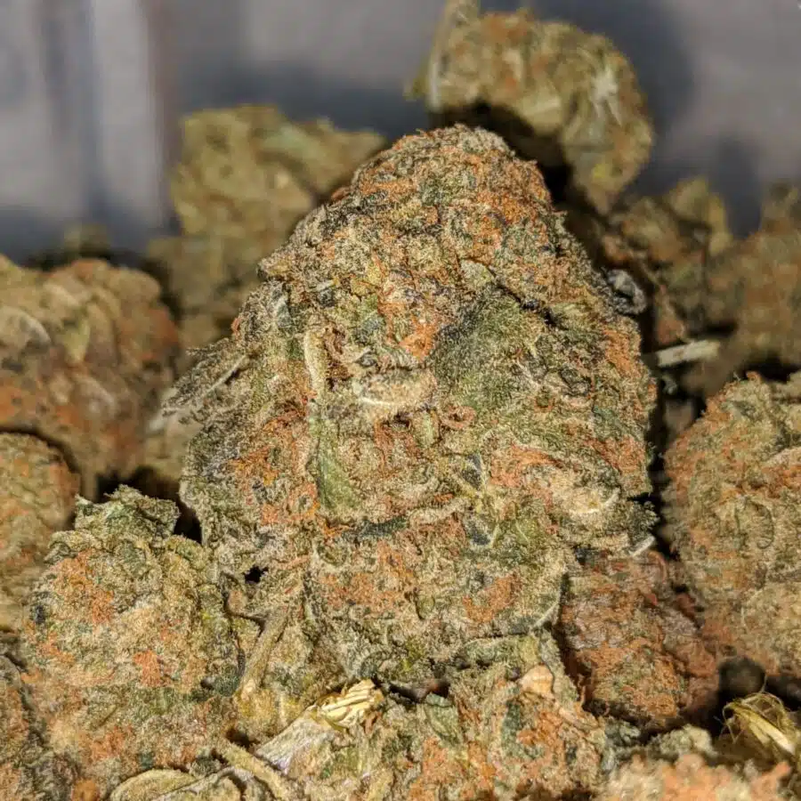 Bubba dod 1 I Bubba - *Deal of the Day*