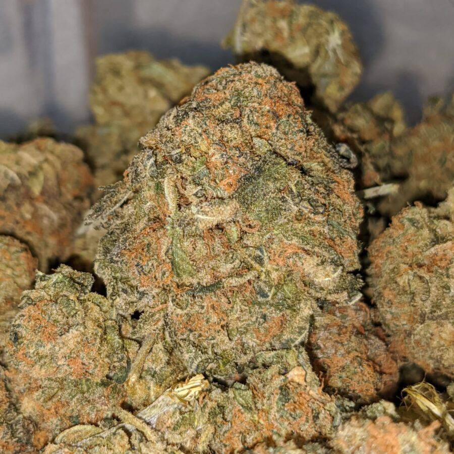 Bubba dod 2 I Bubba - *Deal of the Day*
