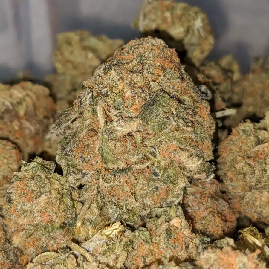 Bubba dod 2 I Bubba - *Deal of the Day*