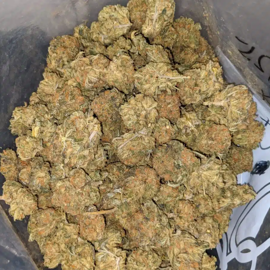 Bubba dod 4 I Bubba - *Deal of the Day*