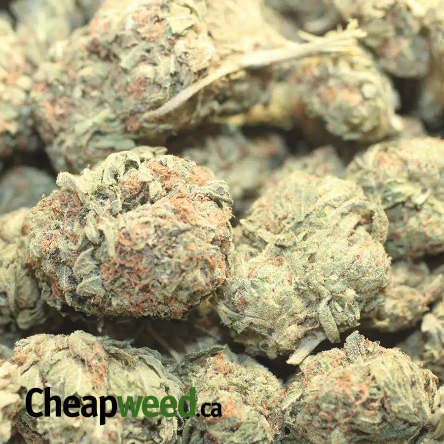 CANNATONIC BS 1 I Cannatonic Bulk Special