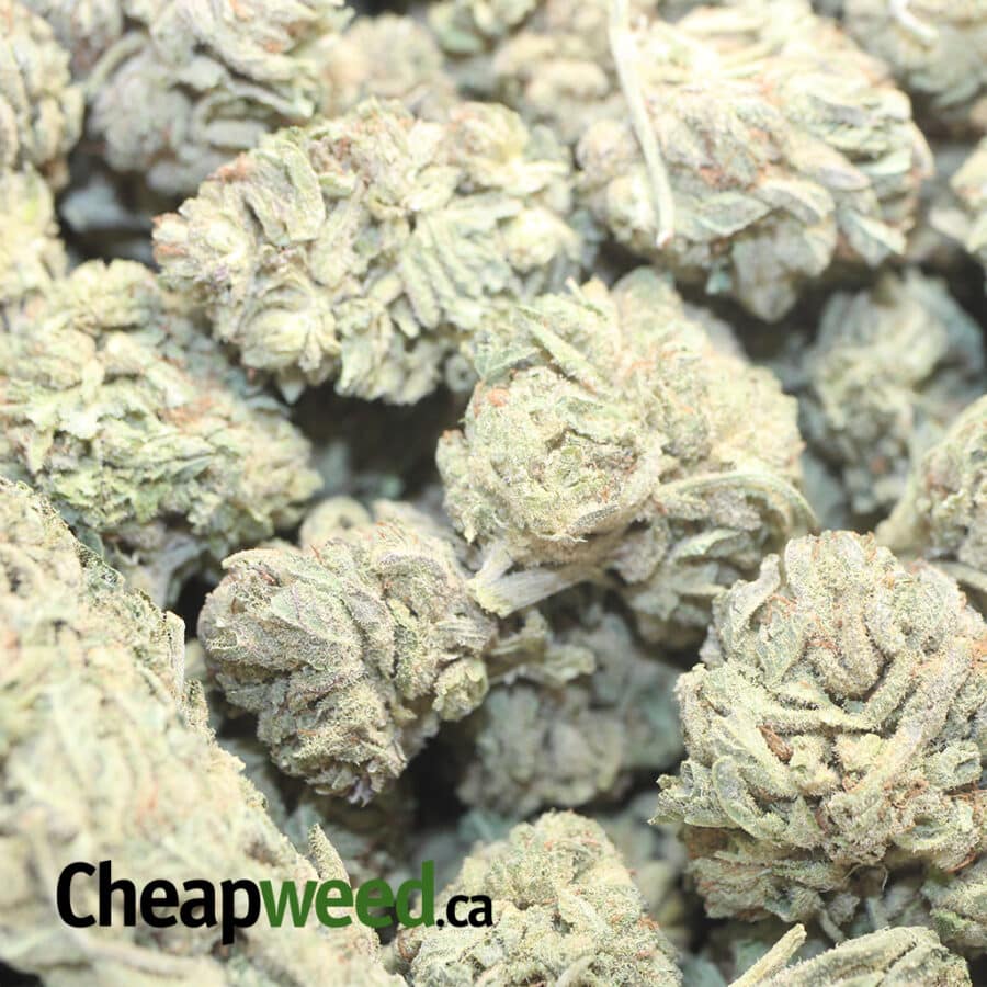 CHEMDAWG BS 2 I Chemdawg Bulk Special