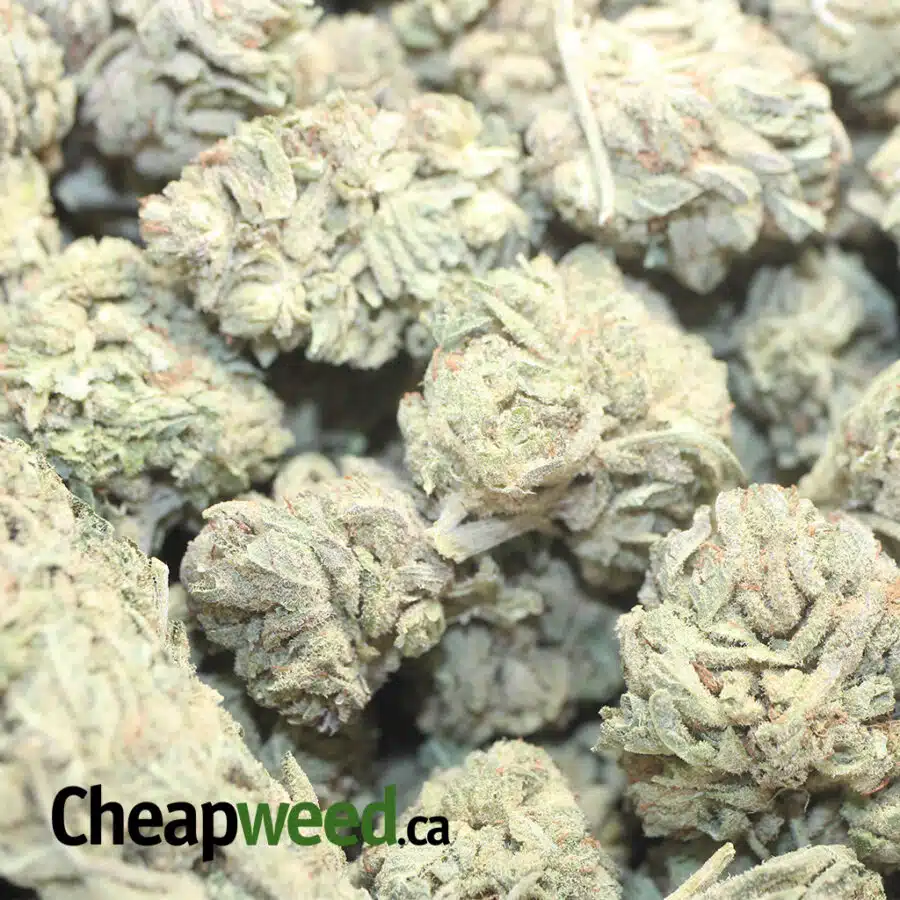 CHEMDAWG BS 2 I Chemdawg Bulk Special